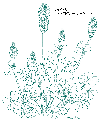 7月の花